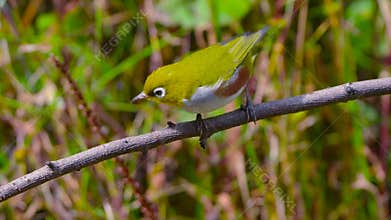 Chestnut-flanked White-eye