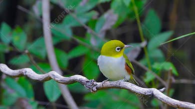 Chestnut-flanked White-eye