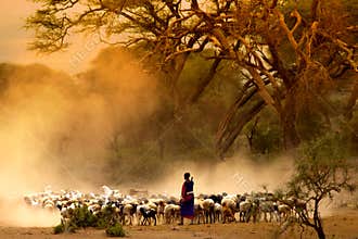 Shepherd leading a flock of goats