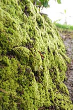 moss grows thickly on the walls