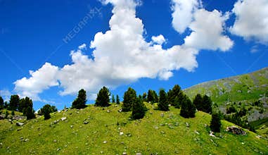 Panorama of hills with fir-trees