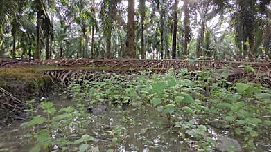 stagnant pool of rainwater along the diminishing perspective rural pathway into the rural countryside