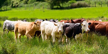 Herd Of Cattle In Plush Green Meadow