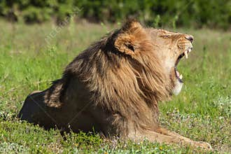 Lion lying in grass, roaring