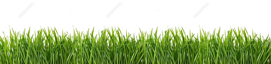 Green grass isolated on white background.