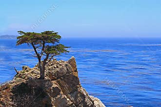 Lone Cypress