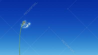 Dandelion Blue Sky (with Matte)