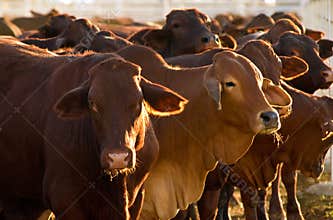 Cattle in yards