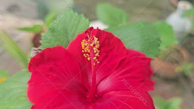 Red Hibiscus Flower Blooming A bright red hibiscus flower in full bloom with lush green leaves in the background, representing