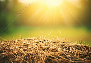 Natural summer background. hay and straw in sunlight