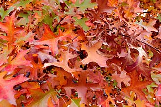 Vibrant autumn leaves showcase red and orange hues in a colorful display of nature during the fall season