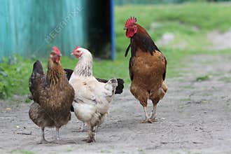 Family of chickens in a farm