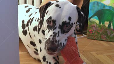playful dalmatian dog happily chewing and holding an orange plush toy in its mouth on a wooden floor at home, symbolizing