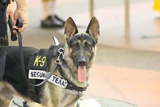 Police dog