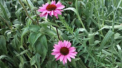 Purple Coneflowers