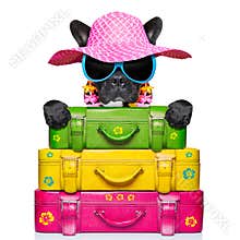 Holliday luggage dog