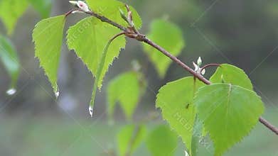 The birch foliage