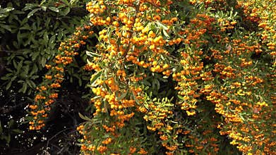 The orange pyracantha, a vibrant accent in southern cities, showcases the vitality of its berries