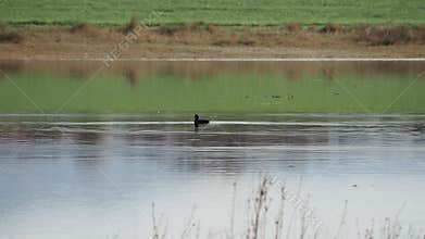 Video of waterfowl in spring