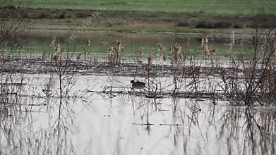 Video of waterfowl in spring