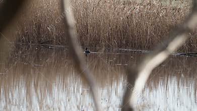 Video of waterfowl in spring