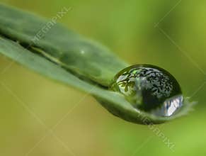 Large Reflective Dew Drop on Leaf Macro Close-up