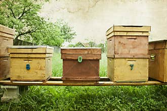 Bee hives in the field
