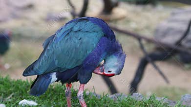 Beautiful purple swamphen bird preening its plumage
