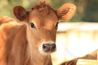 Jersey calf