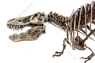 Tyrannosaurus Rex T-Rex Dinosaur Skeleton