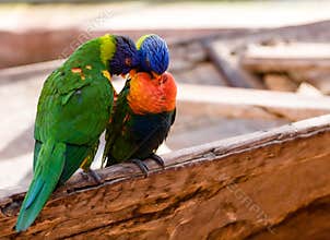 Two love birds
