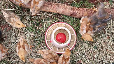 Chicks gather around feeder for food in farm setting