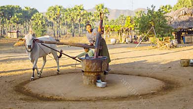 Traditional peanut oil production in rural burmese area with yoked oxen