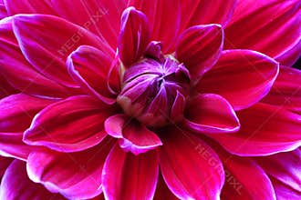 Closeup of a Dahlias flower