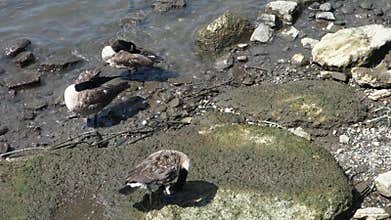 Ducks Cleaning Their Feathers