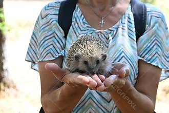 A meeting between a woman and a free hedgehog in nature