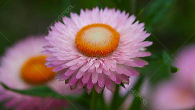 Close up view of straw flower also known as the golden everlasting. botanical name is Xerochrysum bracteatum