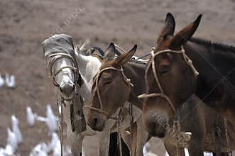 Horses kept in mountainous areas for the movement of climbers, mountaineers, and tourists. Blindfolded horses. Beautiful horses