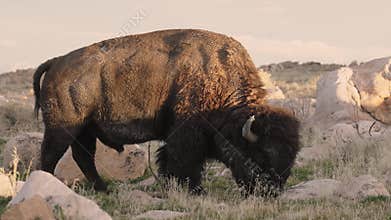 American Bison bull grazing at sunset slow motion