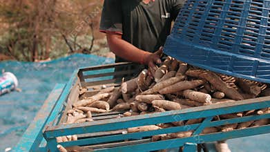 Farmer in cambodia unloading a basket full of fresh cassava roots into a cart. Local agriculture and food production in