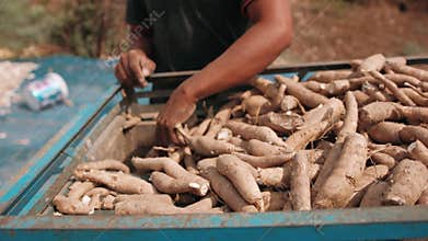 Cutting fresh cassava root into small chips. Agricultural process in cambodia for tapioca flour production