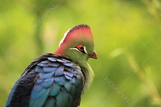 Detail of Fisher turaco