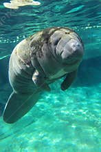 Sea cow