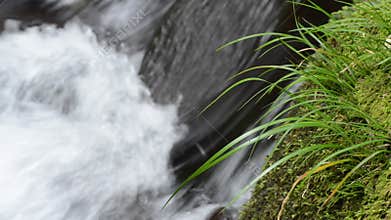 Thin leaves and brook