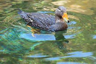Flightless steamerduck
