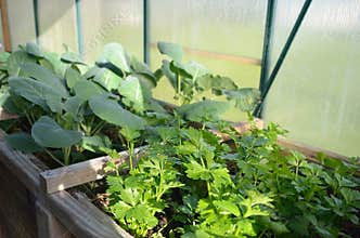 Coriander plants