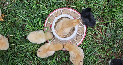 Chicks feeding on grain in grassy area in domestic farm setting