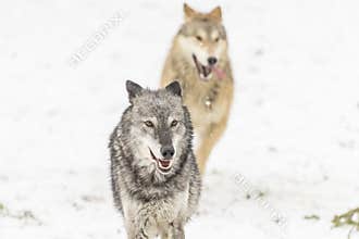 Winter Unity: Tundra Wolves Bound by Trust Before the Hunt