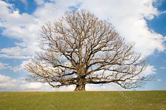 Second oldest White Oak tree in USA