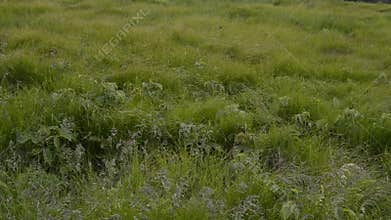 Grasses Blowing in the Wind seamless loop